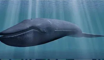 Desafio da Baleia Azul Desafio da Baleia Azul