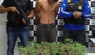 Homem é preso por cultivar maconha em São Raimundo Nonato.