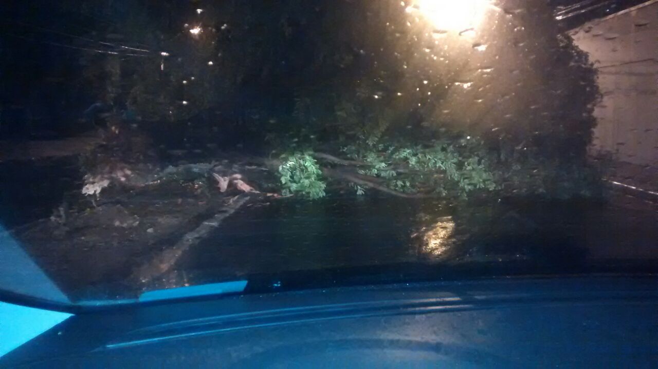 Árvore cai durante chuva na capital