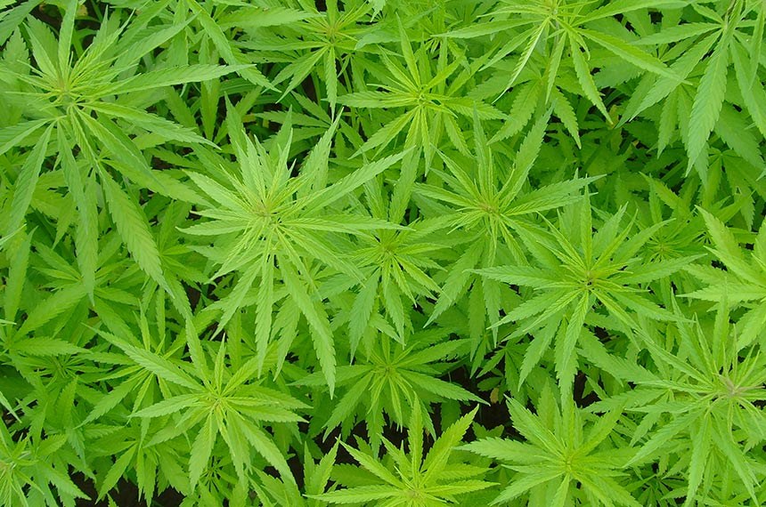 Proposta libera o cultivo da planta em pequenas quantidades para uso medicinal.