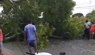 Árvore caída na estrada da Usina Santana.