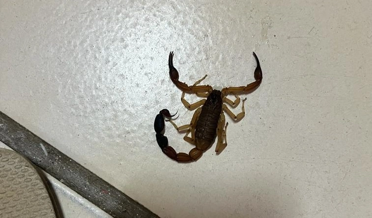 Escorpião;