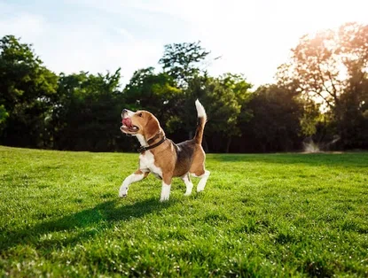 Saiba como fazer a prevenção de cinomose canina nos pets