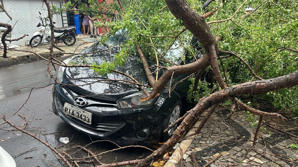 Queda de árvores em Teresina