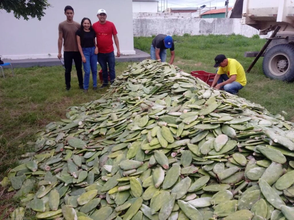 SAF realiza entregas de mudas de caju e palma forrageira em Esperantina e Campo Maior