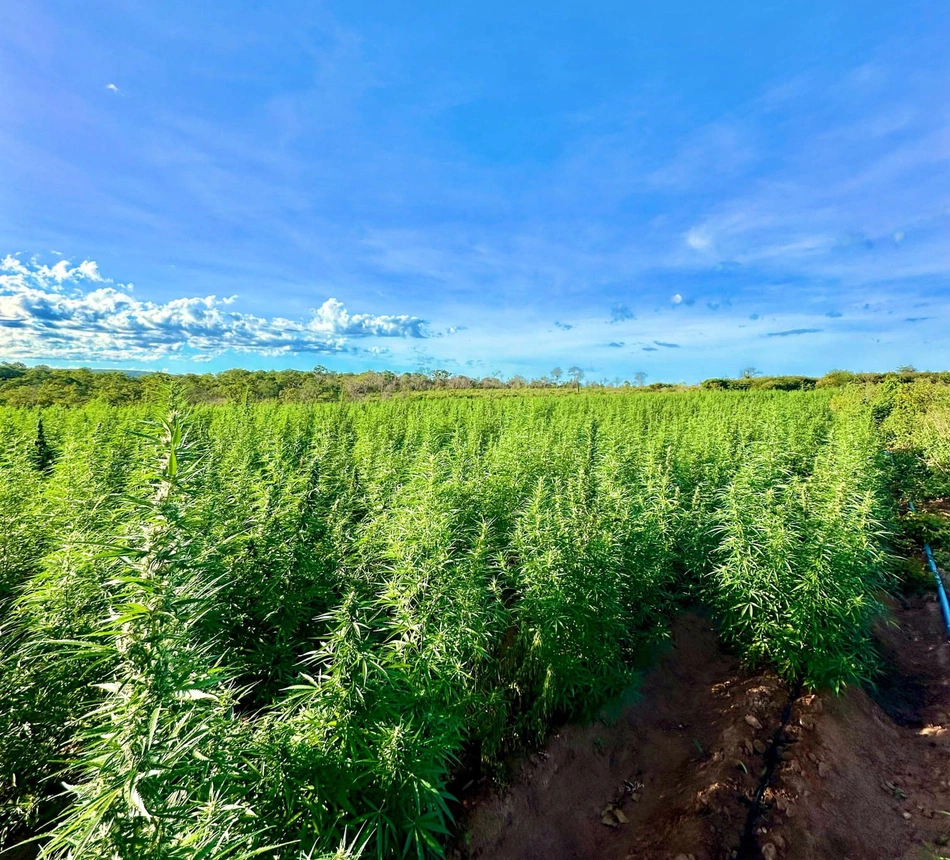 Polícia desarticula plantação de maconha de 3 hectares