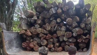 Caminhão apreendido com aroeira