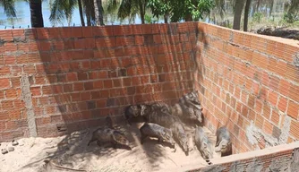 48 animais são resgatados durante uma operação em Altos