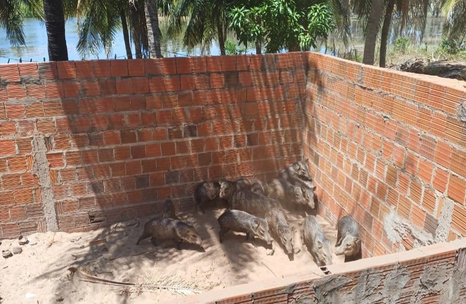 48 animais são resgatados durante uma operação em Altos