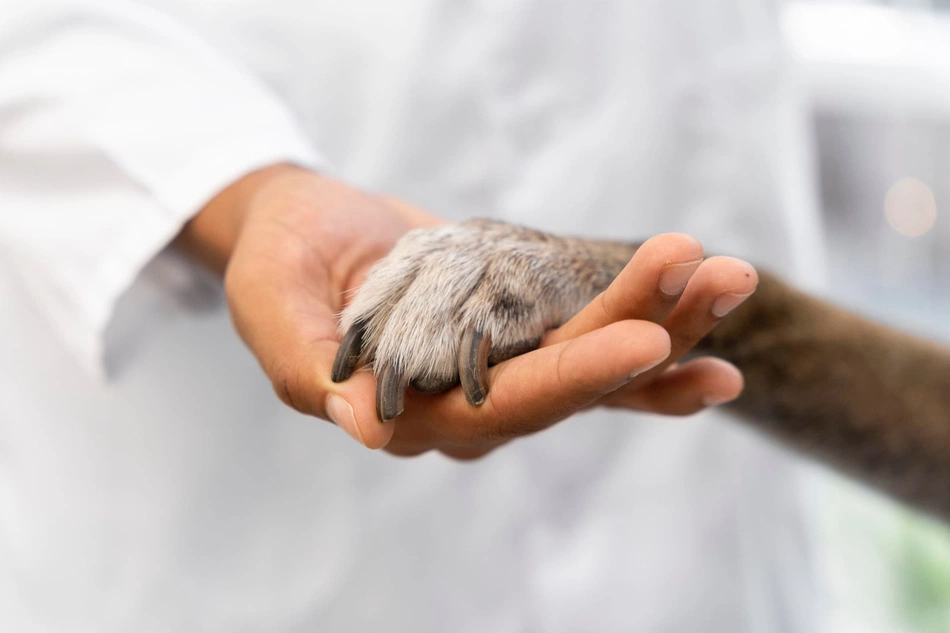 Alunos e professores de Medicina Veterinária realizam evento sobre cuidado aos animais