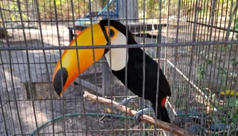 Reintegração de animais silvestres na natureza
