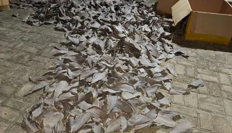 Barbatanas de tubarão apreendidas durante a operação.