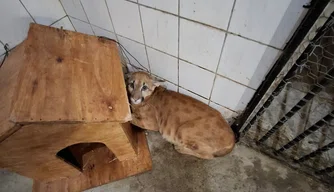 Cetas resgata onça