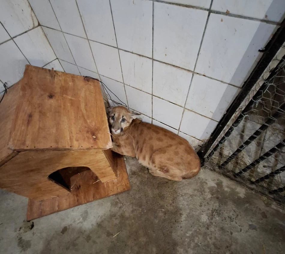 Cetas resgata onça