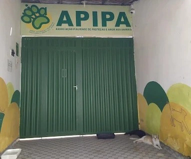 Associação Piauiense de Proteção e Amor aos Animais (APIPA)