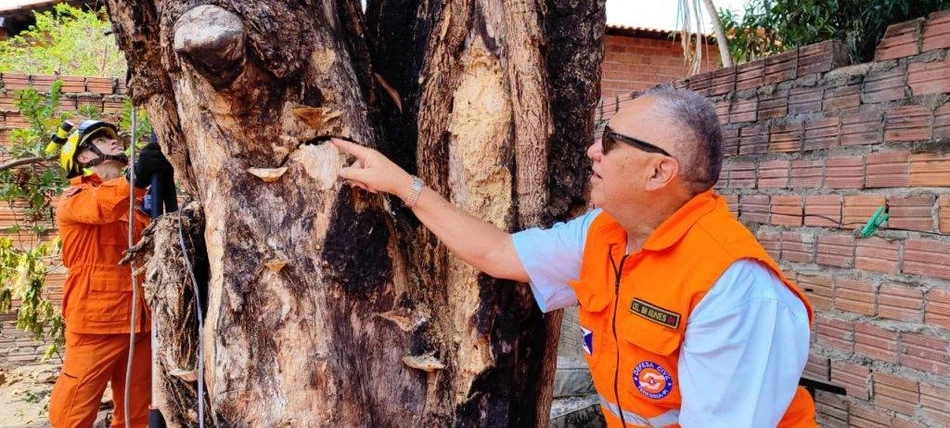 Defesa Civil e Corpo de Bombeiros remove árvore com risco de queda