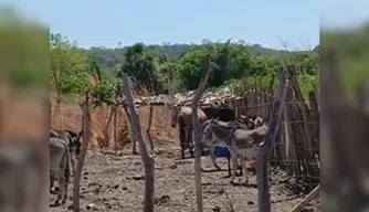 Animais em terreno ficam expostos ao sol