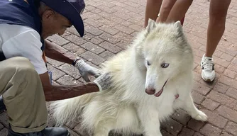Vacinação contra raiva em animais