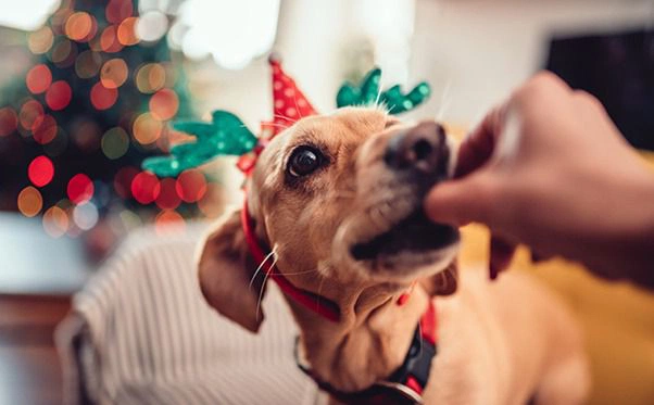 Cachorro no natal