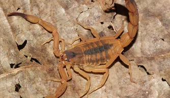 escorpião, animal peçonheto