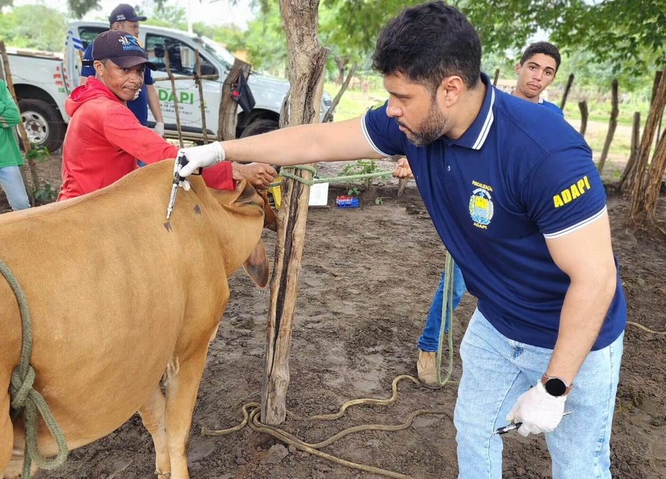 Rebanho bovino do Piauí tem baixo risco de doenças