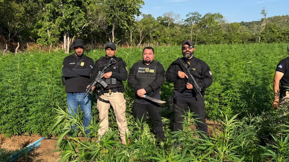 Polícias Civis do Nordeste eliminam 1 tonelada de maconha