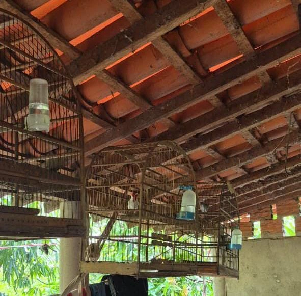 PM apreende 29 aves silvestres mantidas em cativeiro irregular