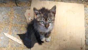 Gatinho abandonado