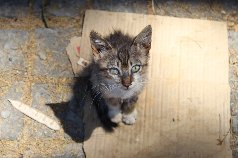 Gato abandonado