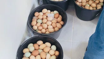 Produção de ovos caipiras em Esperantina