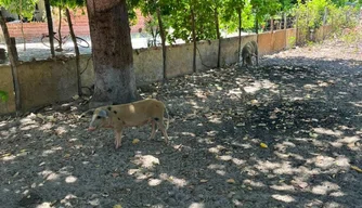 Adapi
