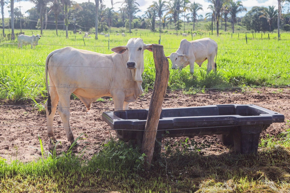 Adapi cria comitê para prevenção e resposta a emergências zoossanitárias no Piauí