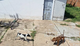 Cachorrinhos abandonados