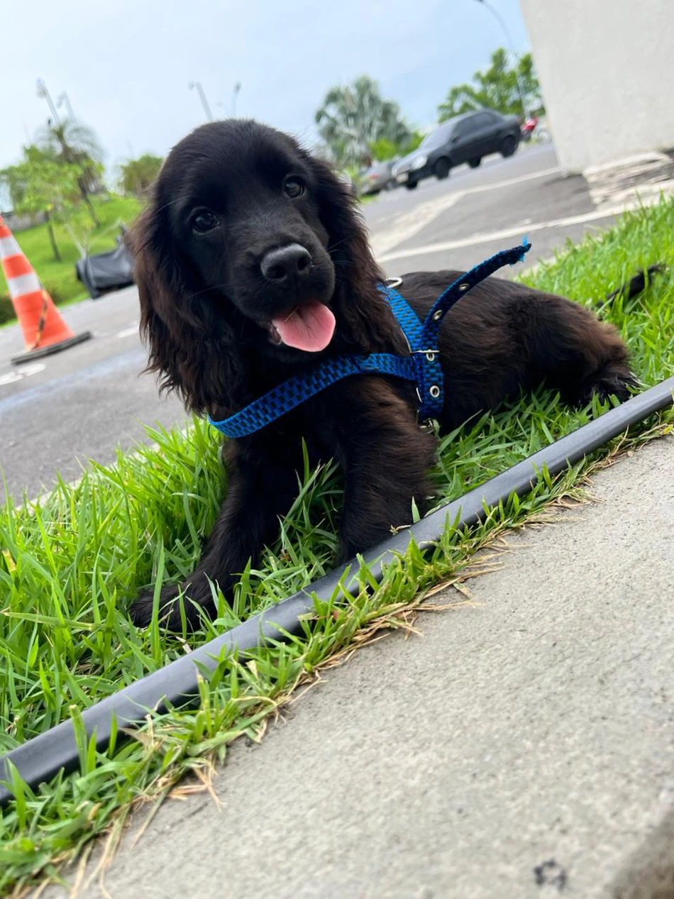SSP recebe filhotes de Cocker Spaniel