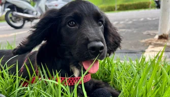 SSP recebe filhotes de Cocker Spaniel
