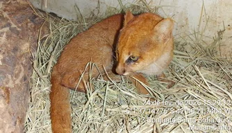 Animal