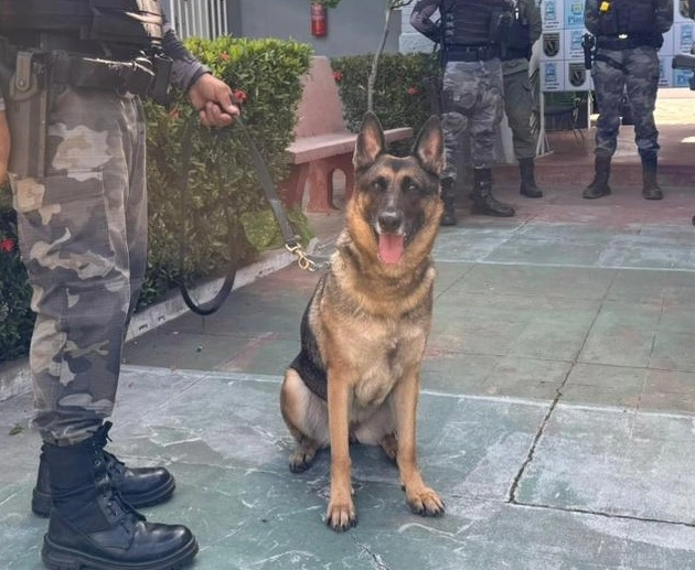 Cadela policial