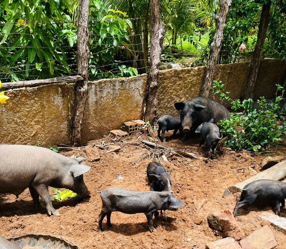 porco, chiqueiro, peste suína