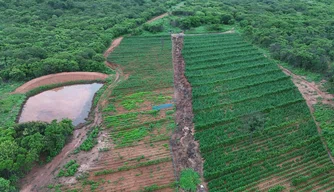 Plantação de maconha na zona Rural de Vera Mendes