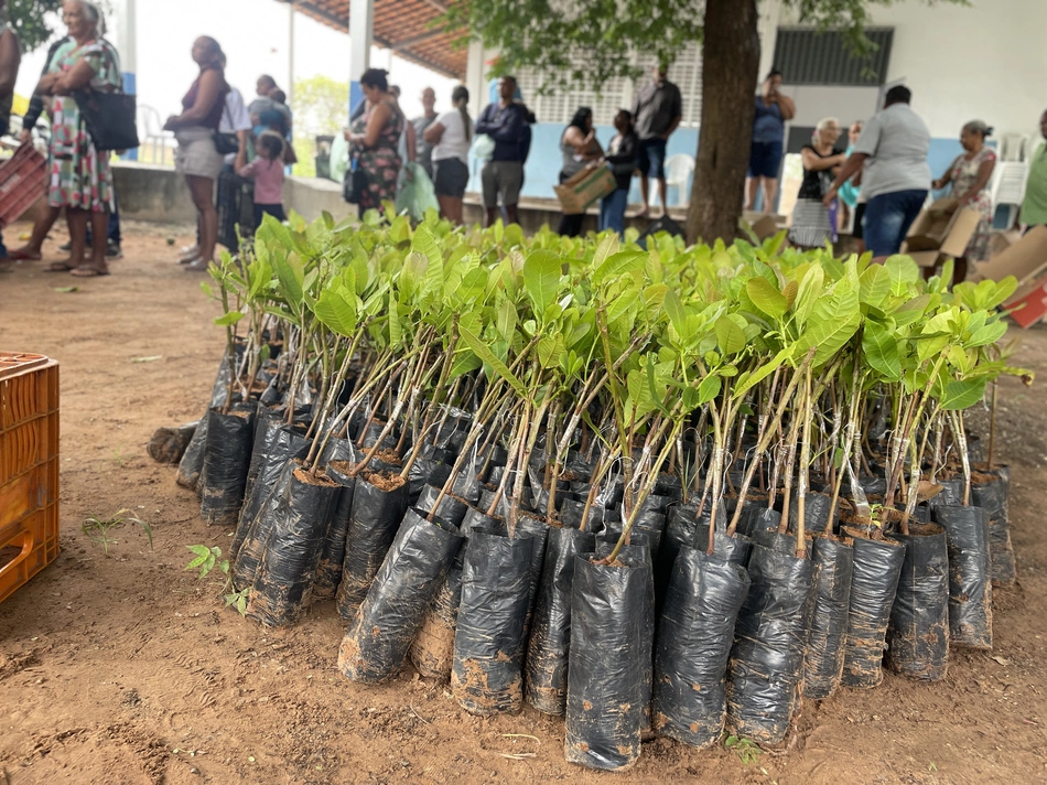 Prefeitura de Inhuma distribui 15 mil mudas de cajueiro