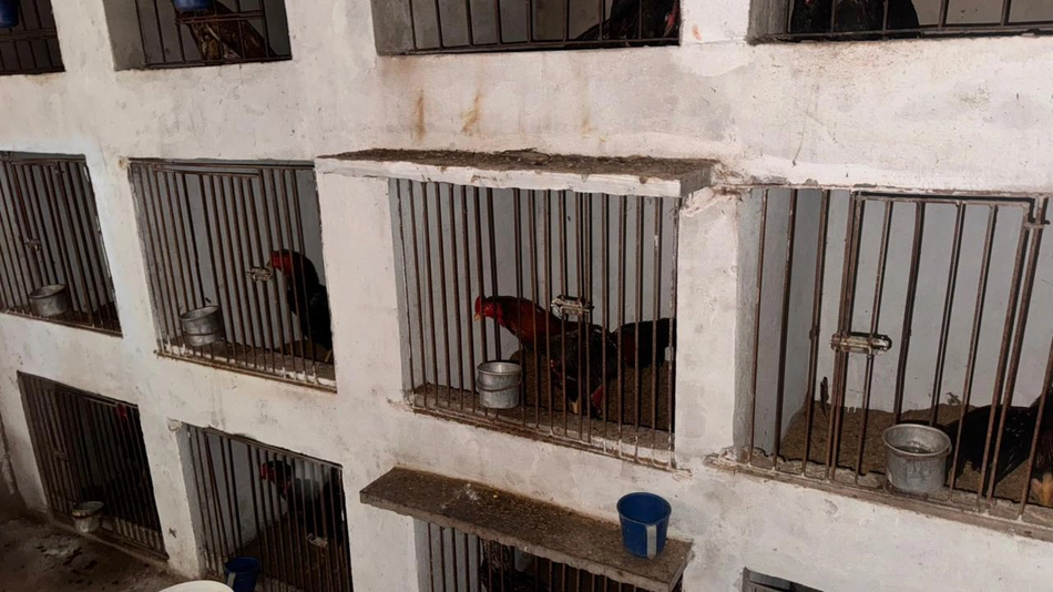 Polícia prende influenciadoras suspeitas de jogos ilegais e bloqueia mais de R$ 2 milhões em Parnaíba