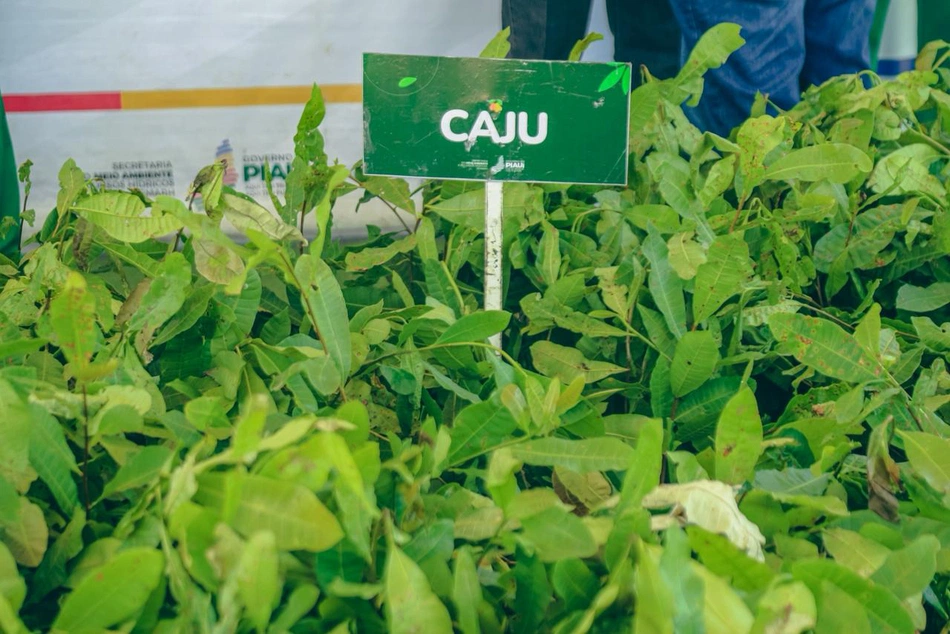 muda, planta, caju, reflorestamento