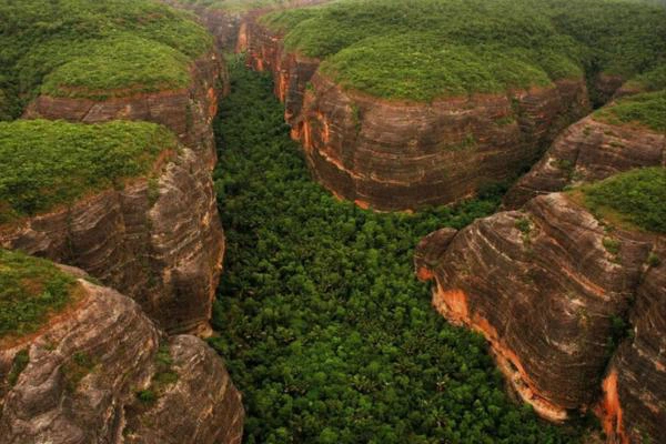 Piauí registra queda de 78% no desmatamento da Mata Atlântica, aponta levantamento