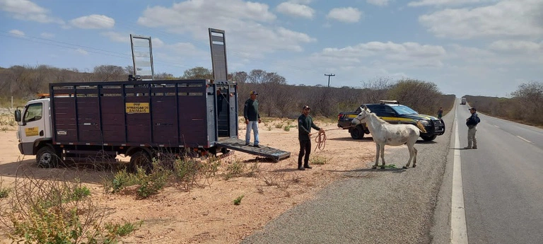 PRF realiza operação para recolher animais soltos em vias públicas de Luís Correia