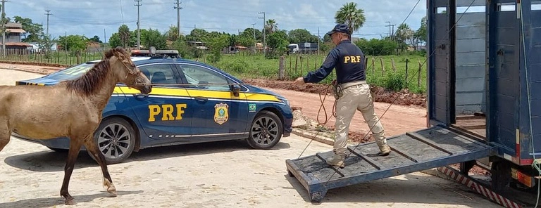 Operação Armentum