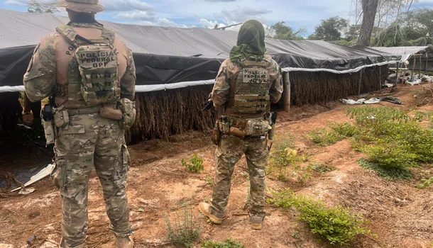 PF destrói plantação de maconha na zona rural de Juazeiro do Piauí
