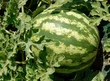 Colheita de melancias movimenta mercado de emprego em Agricolândia Colheita de melancias movimenta mercado de emprego em Agricolândia