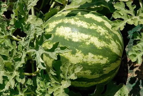 Colheita de melancias movimenta mercado de emprego em Agricolândia