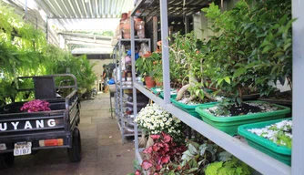 Queda nas vendas preocupa floristas Queda nas vendas preocupa floristas